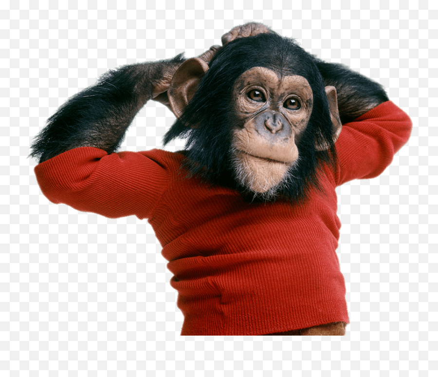 Chimpanzee Wearing Sweater Transparent - Nim The Chimp Png,Chimp Png