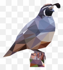 Prism U2014 Jbatesart Png Quail