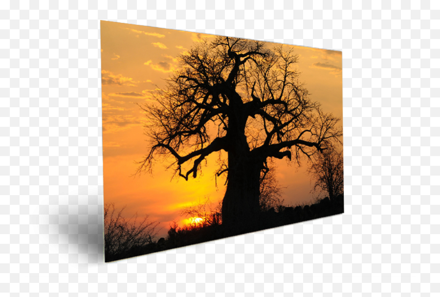 Sunset Baobab Tree In Tanzania African Forest - Silhouette Png,African Tree Png