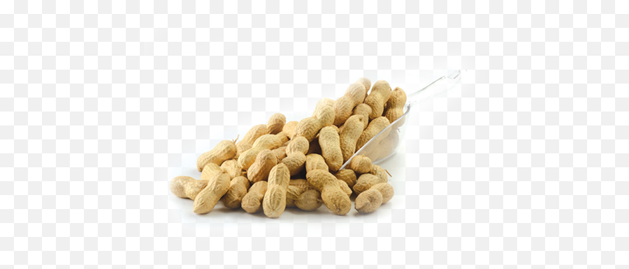 Download Peanuts - Peanut Png,Peanut Png