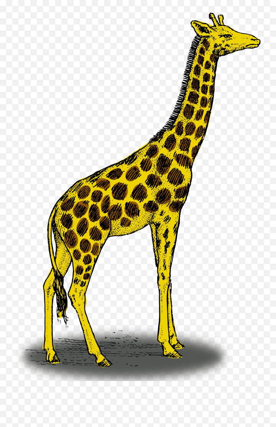 Colored Giraffe Png 900px Large Size - Clip Arts Free And Giraffe Colored,Giraffe Png