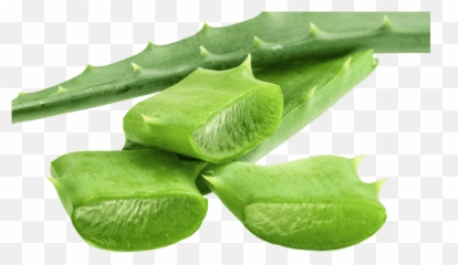 How To Take Care Of Aloe Vera Plant - OrganicFarmingGuide Aloe Vera png