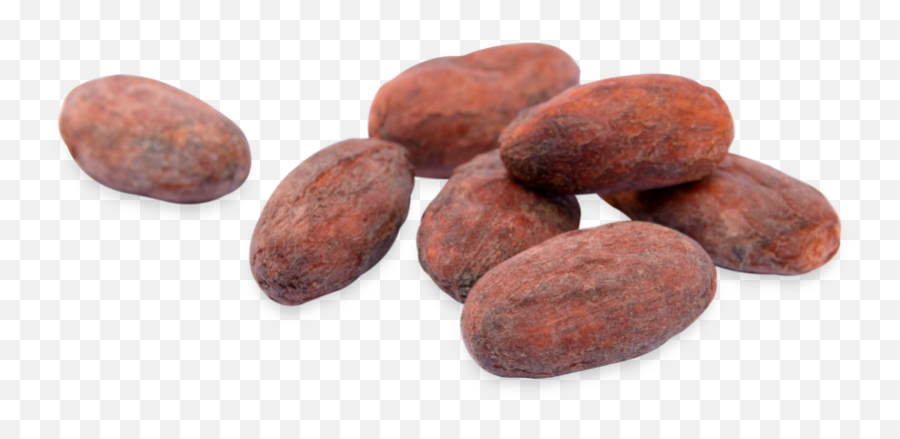 Download Hd Cacao Beans - Transparent Cocoa Bean Png,Beans Transparent