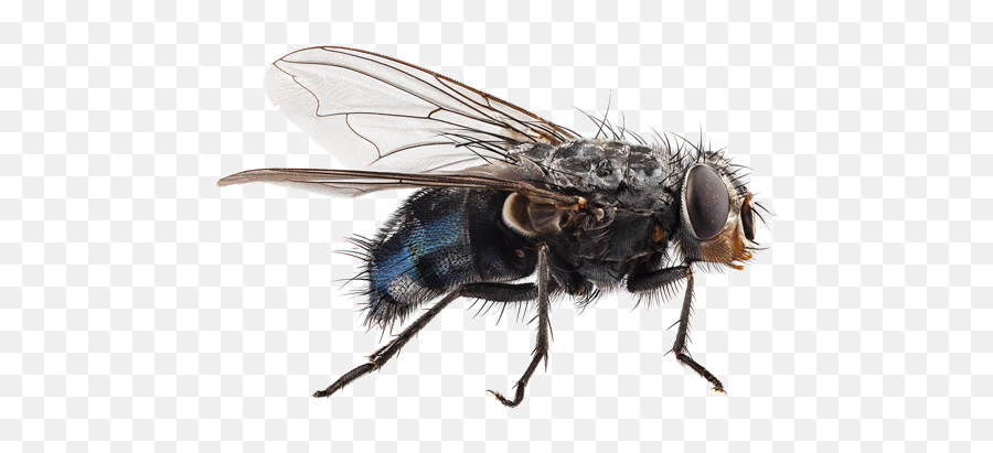 Itpc - House Fly Up Close Png,Flies Png