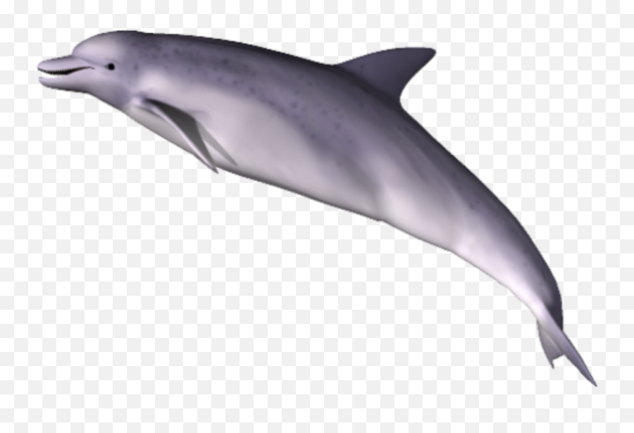 Png - Dolphin Png,Dolphin Transparent Background