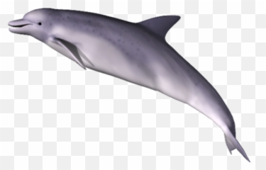 Png - Dolphin
