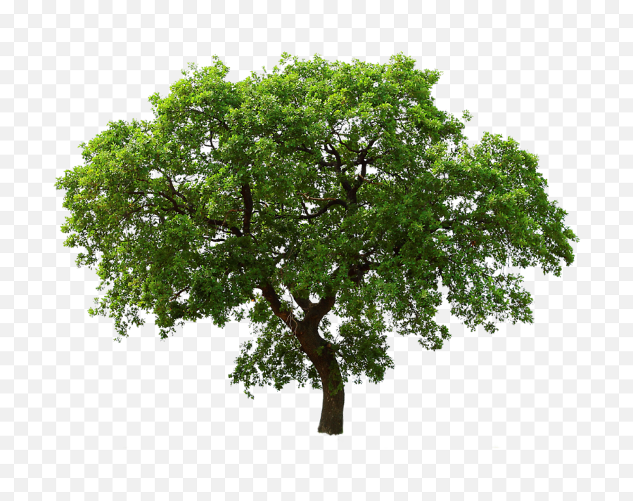 Download Free Png Tree Image - Transparent Background Tree Png,Forest Tree Png