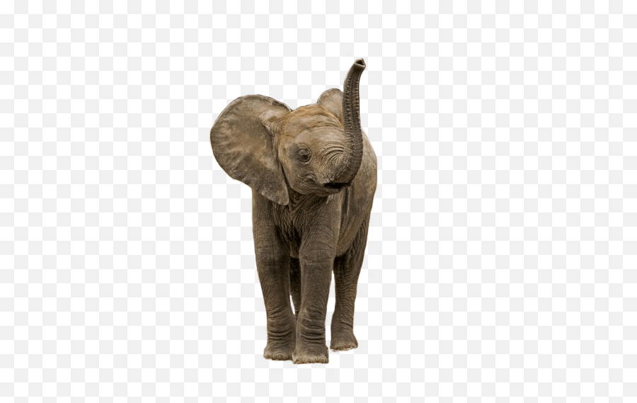 Small Elephant Transparent Png - Baby Elephant Transparent Background,Elephant Transparent Background