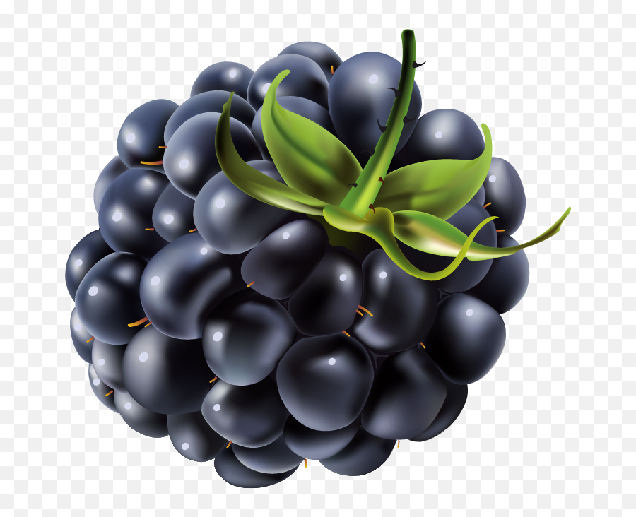 Blackberries Png Files - Blackberry Png,Blackberries Png