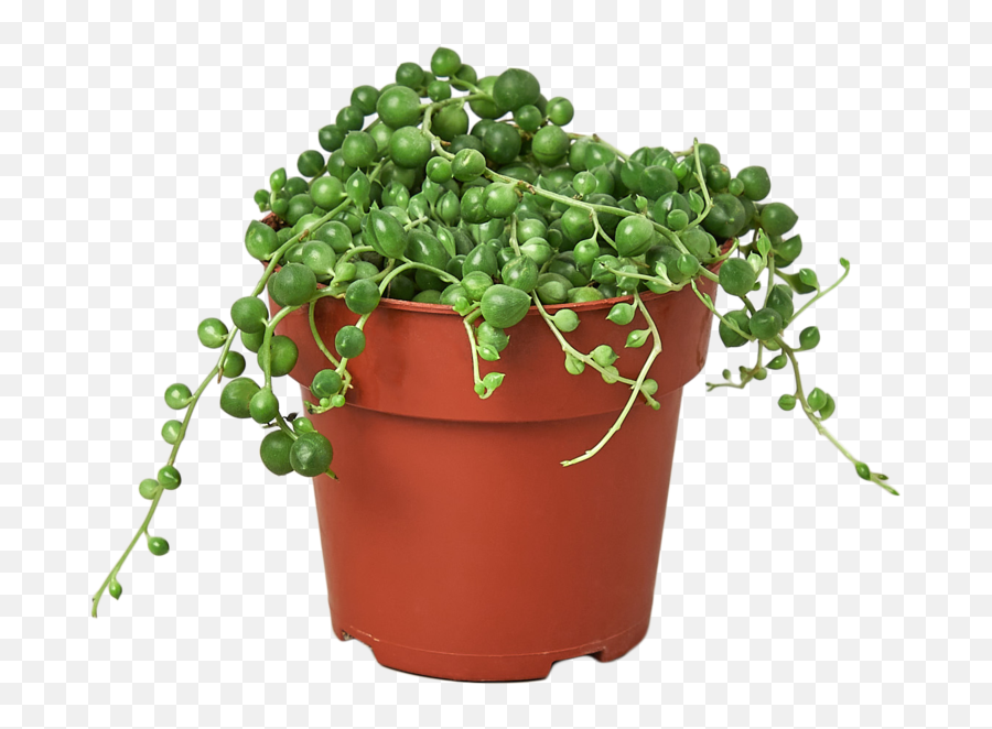 Succulent - String Of Pearls Botanistcollective Botanist Collective Plant Houseplant Succulent Plant Png,String Of Pearls Png