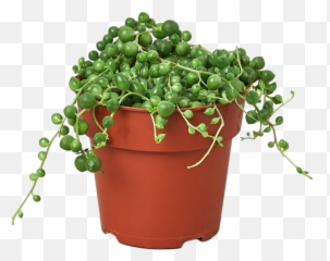 Succulent - String of Pearls botanistcollective plant houseplant Plant png