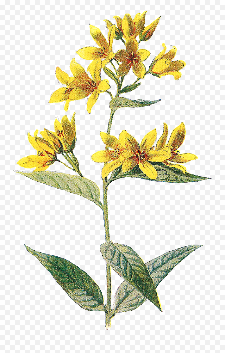 Flower Clipart - Yellow Pressed Flowers Png,Wildflowers Png