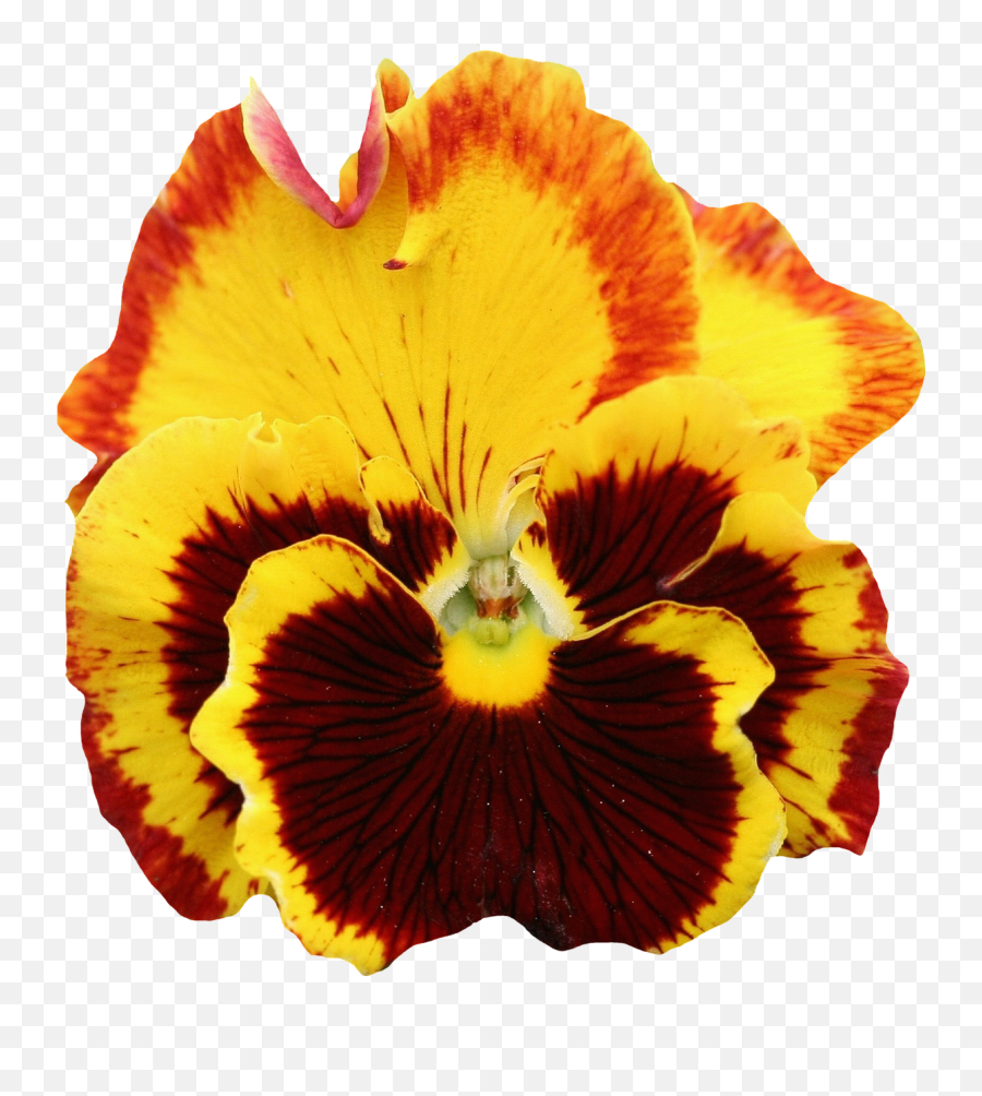 Pansy Yellow Blossom Bloom Png Image - Yellow Pansy Flower Png,Yellow Flower Transparent Background