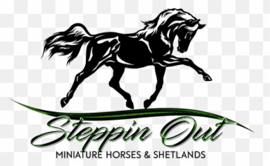 Steppin Out Miniature Horses And Shetlands Amhr Aspc California - Animal Figure Png,Horse Icon On Tumblr