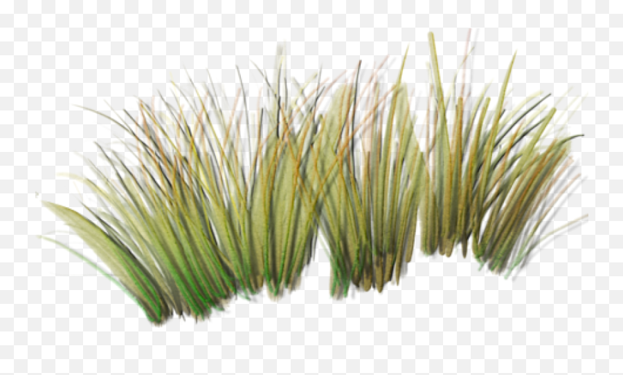 Download Tall Grass Png Index Of Sidawtexturesfoliage - Beach Grass Dunes Clipart,Grass Texture Png