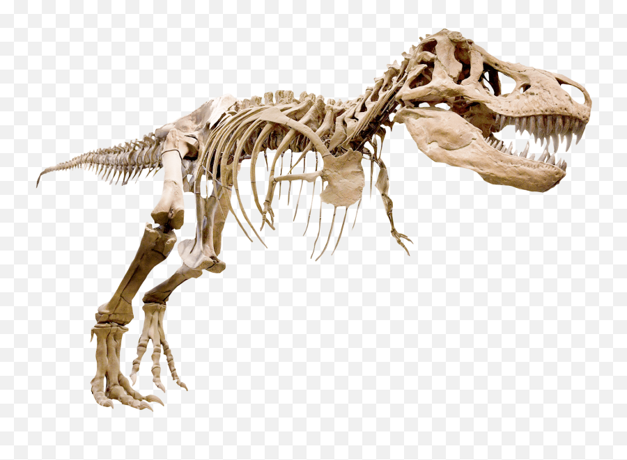 Visa Text Och Bild - Nyautställningar T Rex Skeleton Png,Dinosaur Skull Png