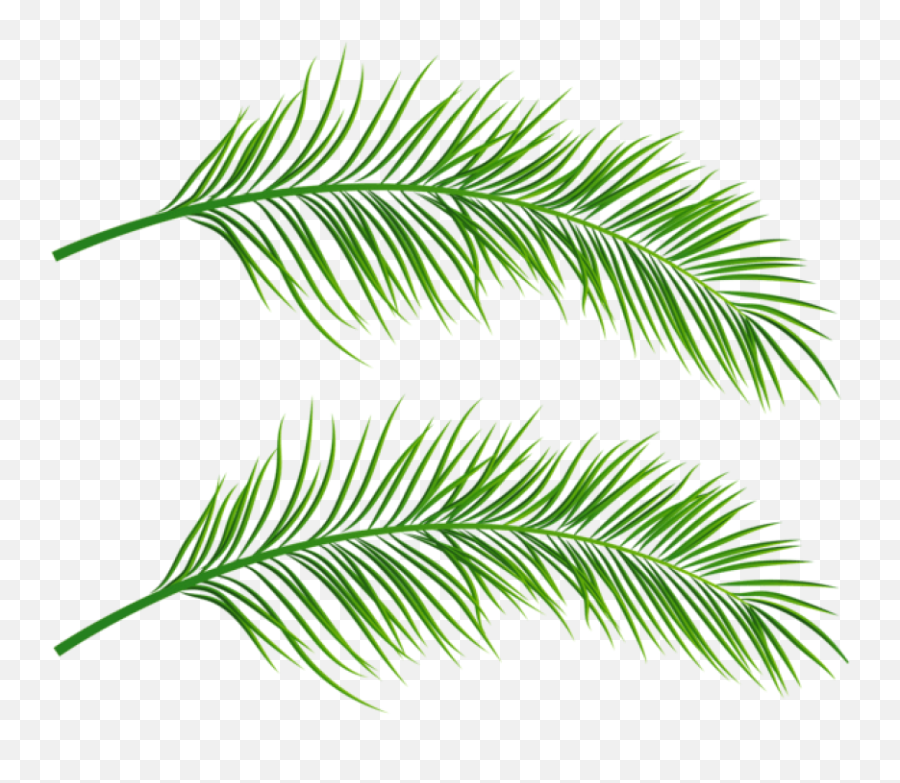 Palm Trees Clipart Free Download Clip Art - Webcomicmsnet Palm Tree Leaf Transparent Png,Trees Clipart Png