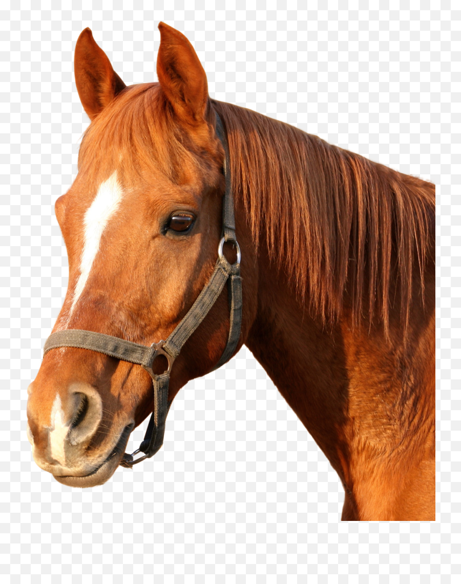 Download Free Horse Morgan Hq Image Icon Favicon - Horse Png,Horse Head Icon