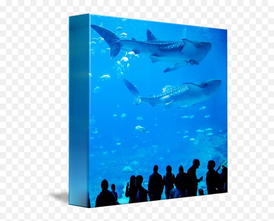 Swimming Transparent Aquarium Picture - Whale Shark Png,Fish Swimming Png