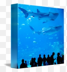 Swimming Transparent Aquarium Picture - Whale Shark Png,Fish Swimming Png