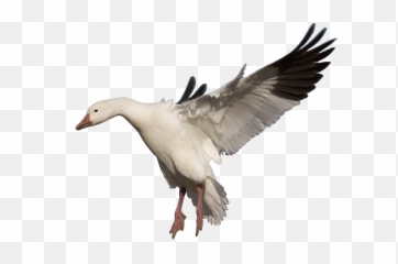 Amazing High - Snow Goose Png,Goose Transparent