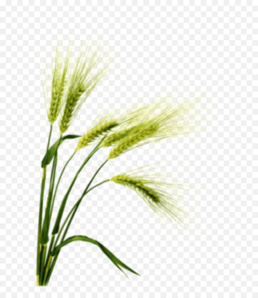 Barley Png Image With Transparent Background Arts - Barley,Grass Transparent Background
