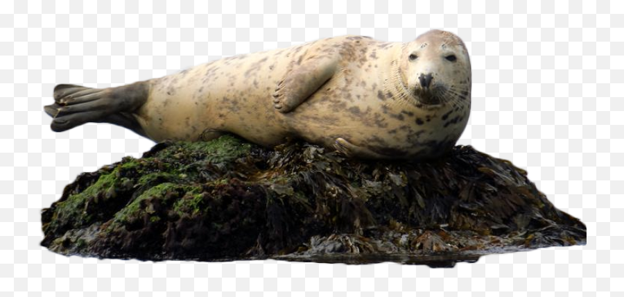 A Seal Sits - Harbor Seal Png,Seal Png