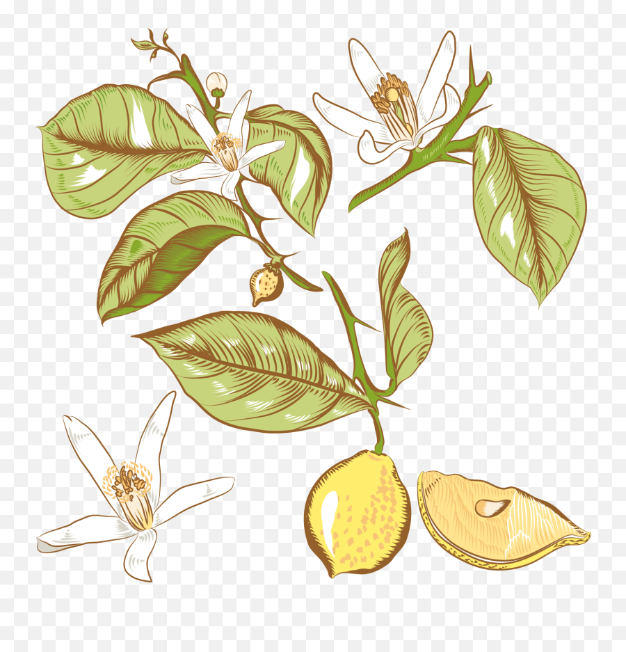 Lemon Flower Drawing Royalty - Lemon Tree Png Lemon Flower Drawing,Lemon Clipart Png
