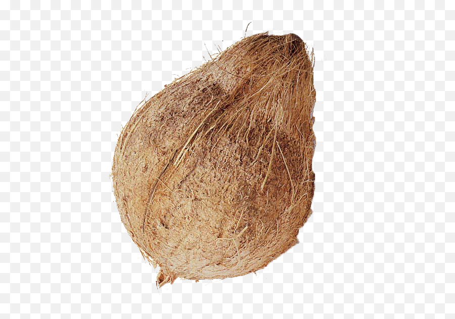 Coconut Download Free Png - Fresh Whole Coconut,Coconut Png