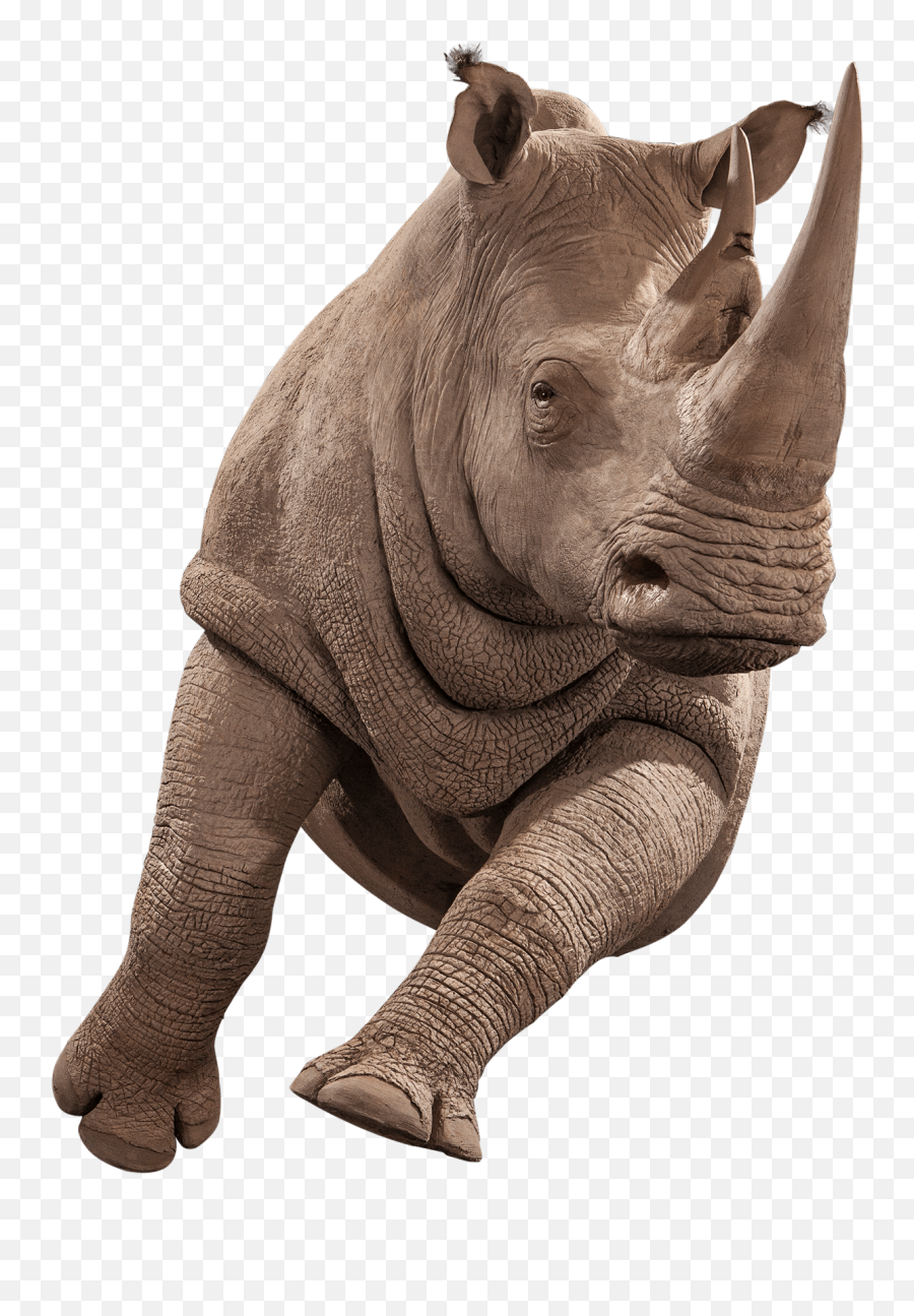 Replica Taxidermy - Realistic Animal Reproductions Kanati Indian Rhinoceros Png,Realistic Eye Png
