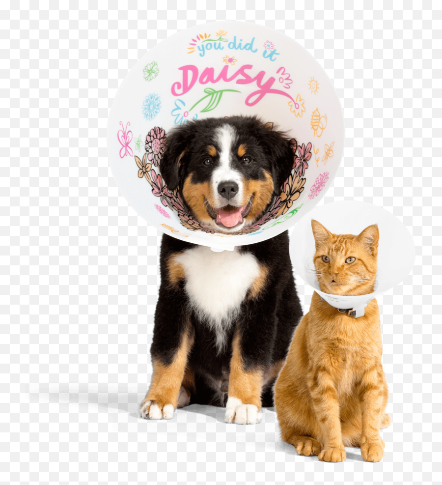 Onsior Postoperative Pain Relief To Help Dogs And Cats - Bernese Mountain Dog Png,Dog And Cat Png