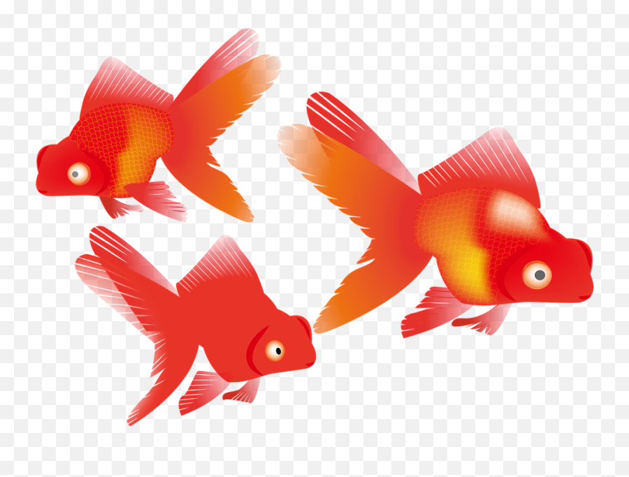 Gold Fish Koi - Free Image On Pixabay Koi Png,Koi Fish Png