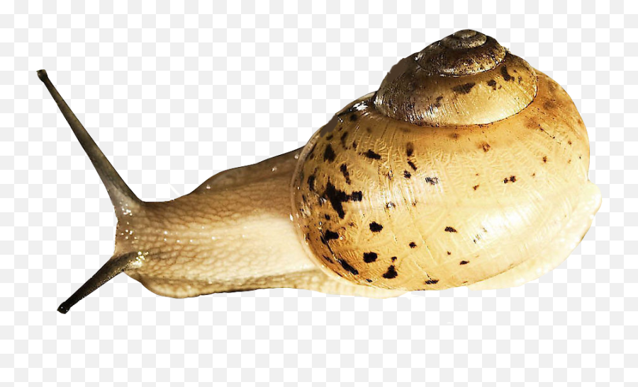 Snail Download Png Image Arts - Gastropods,Snail Png