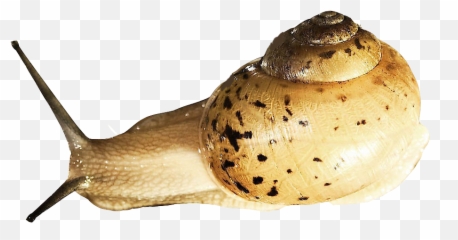 Snail Download Png Image Arts - Gastropods,Snail Png