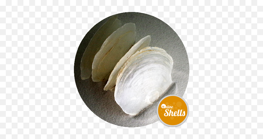 Capiz Shells 10cm - Online Shells Buy Sea Shells Baltic Clam Png,Seashell Transparent