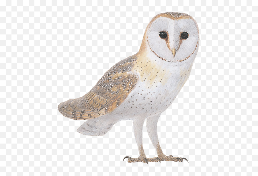 Details Barn Owl - Birdguides Barn Owl Png,Barn Owl Png