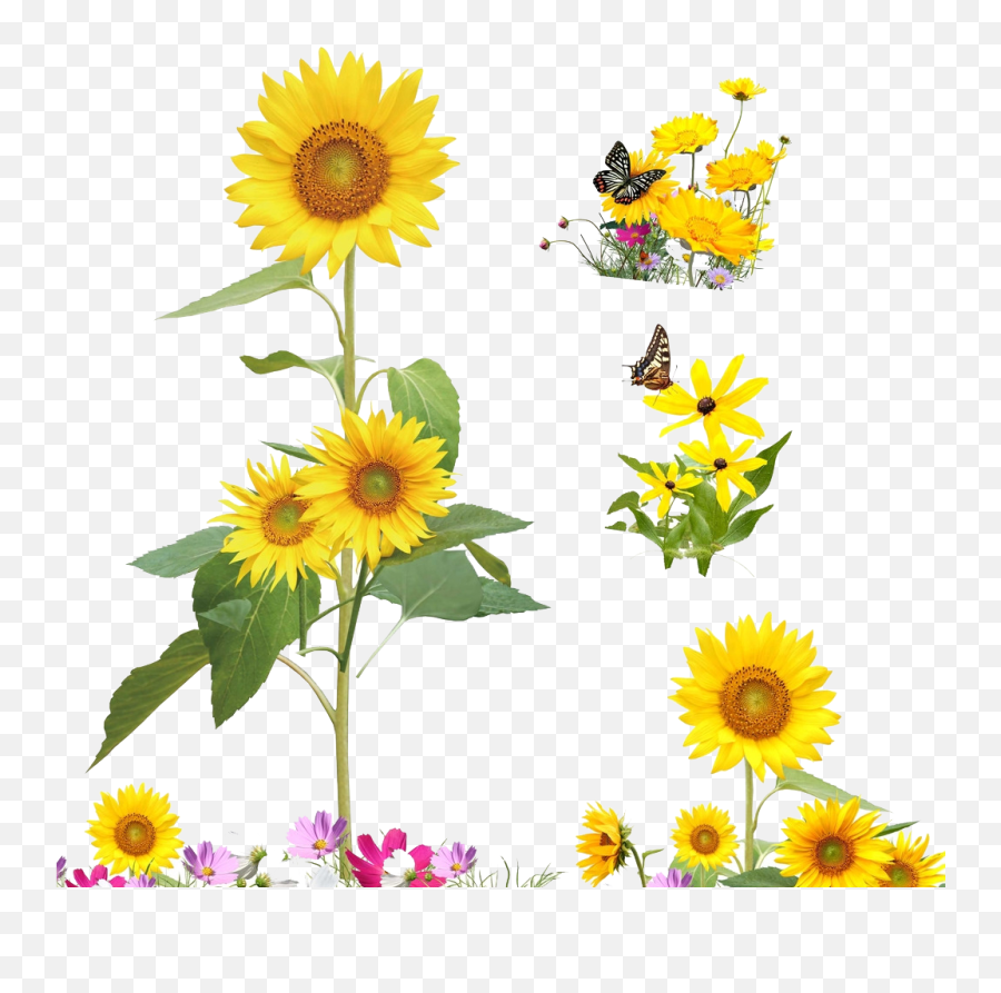 Common Sunflower Cartoon Illustration - Sunflower Plant Cartoon Png,Sunflower Png