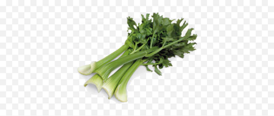 Download Celery Png Image With No - Chicory,Celery Png