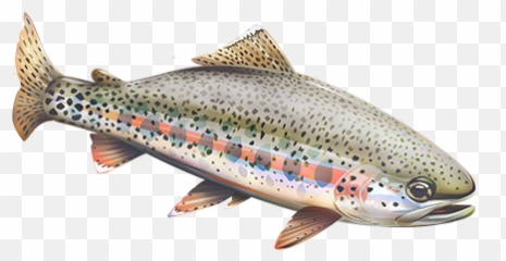 Native Trout Kern River Conservancy - Fish Products Png,Trout Png