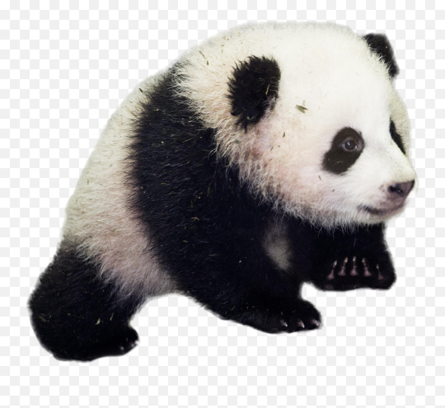 Download Baby Panda Png Image With - Giant Panda Transparent Background,Panda Png