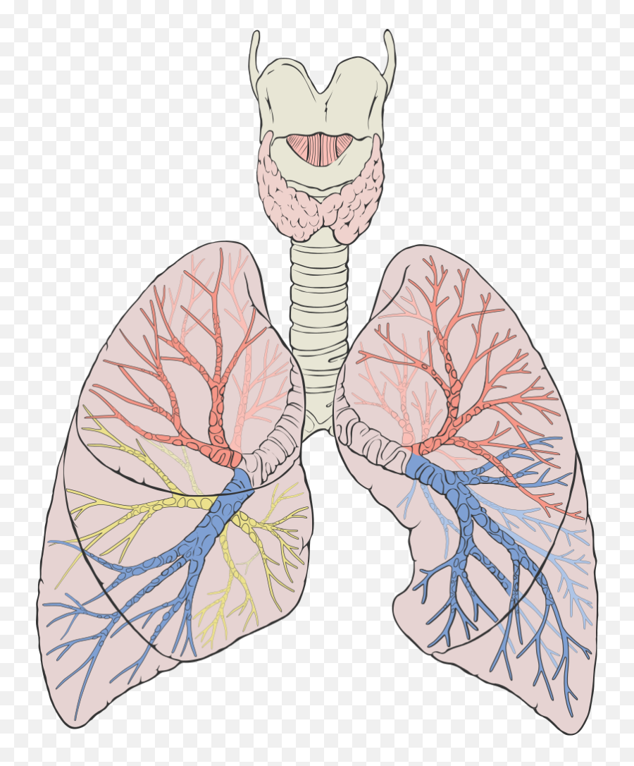 Lungs Diagram Detailed - Lung Diagram Png,Lung Png