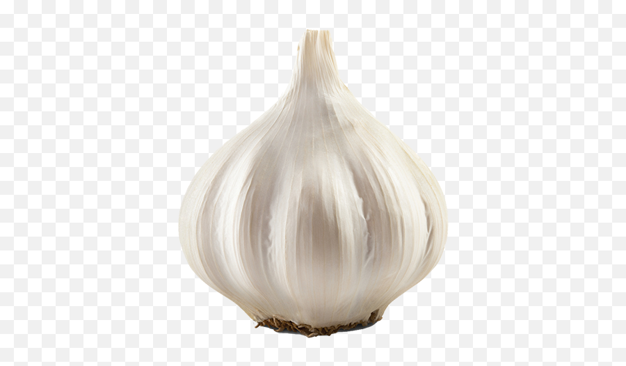 Alabama Gardens Garlic Living Magazine In 2020 - Garlic Bulb No Background Png,Garlic Png