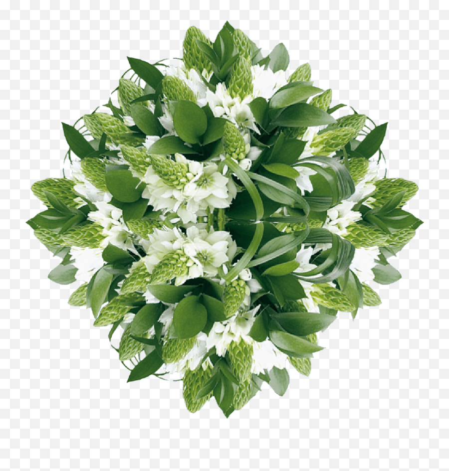 Globalrose 200 Fresh Cut Star Of Bethlehem White Flowers - Star Of Bethlehem Flower Bouquet Png,Star Of Bethlehem Png
