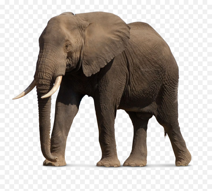 African Elephant Png File - African Elephant Png,Elephant Transparent Background