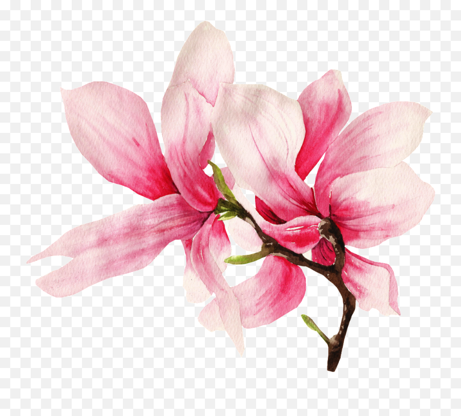 Download Hd This Graphics Is Hand Painted Two Magnolia - Magnolia Flower Magnolia Transparent Background Png,Magnolia Png