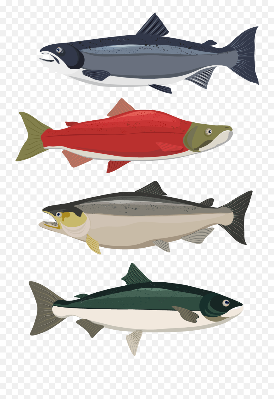 The Life Of Salmon - Tristatu Fish Products Png,Salmon Transparent Background
