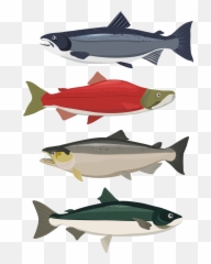 The Life Of Salmon - tristatu Fish Products png