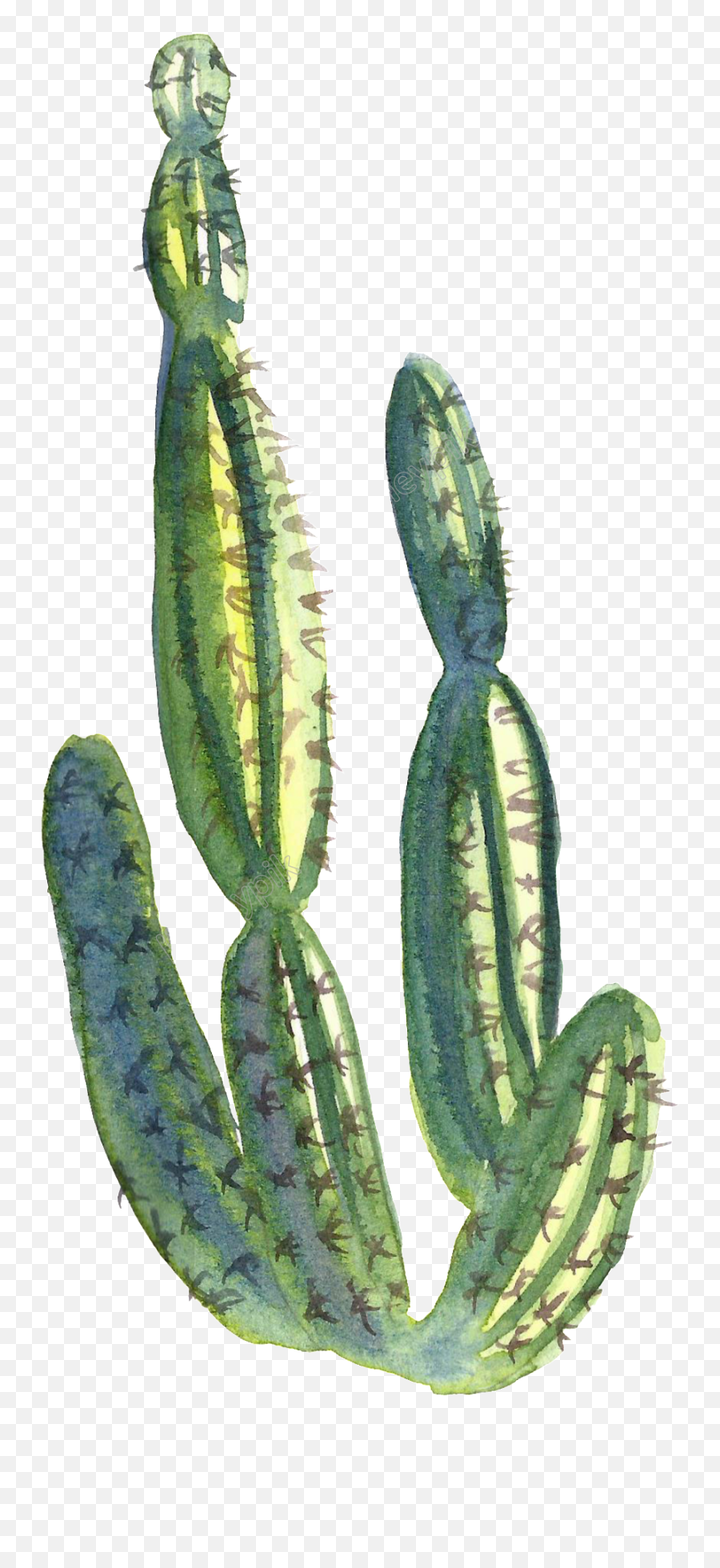 Download Collection Of Free Cactus Transparent Water Paint - Watercolor Cactus Clipart Transparent Background Png,Watercolor Cactus Png