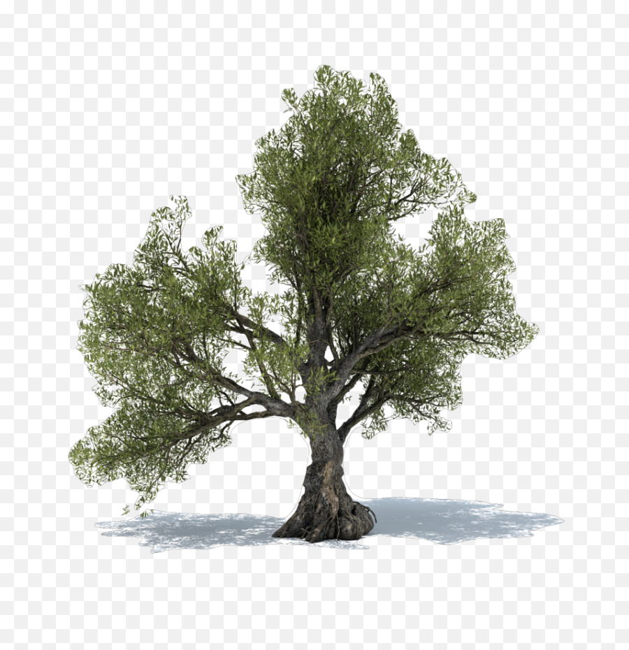 Download Olive Tree Power Christchurch - Olive Tree Png Free Olive Tree Transparent Background,Free Tree Png