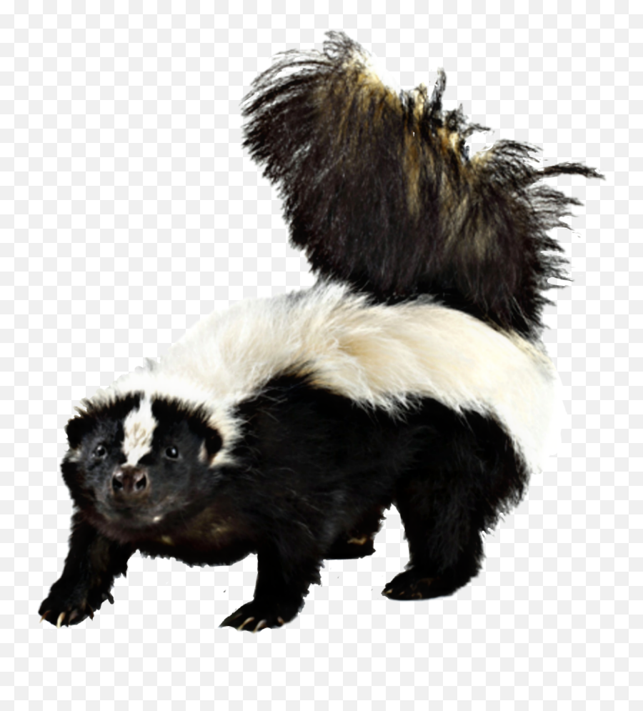 Largest Collection Of Free - Toedit Sigung Stickers Skunk Png,Skunkette Furry Icon